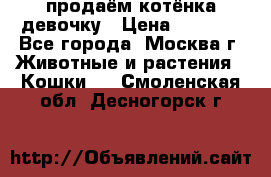 продаём котёнка девочку › Цена ­ 6 500 - Все города, Москва г. Животные и растения » Кошки   . Смоленская обл.,Десногорск г.